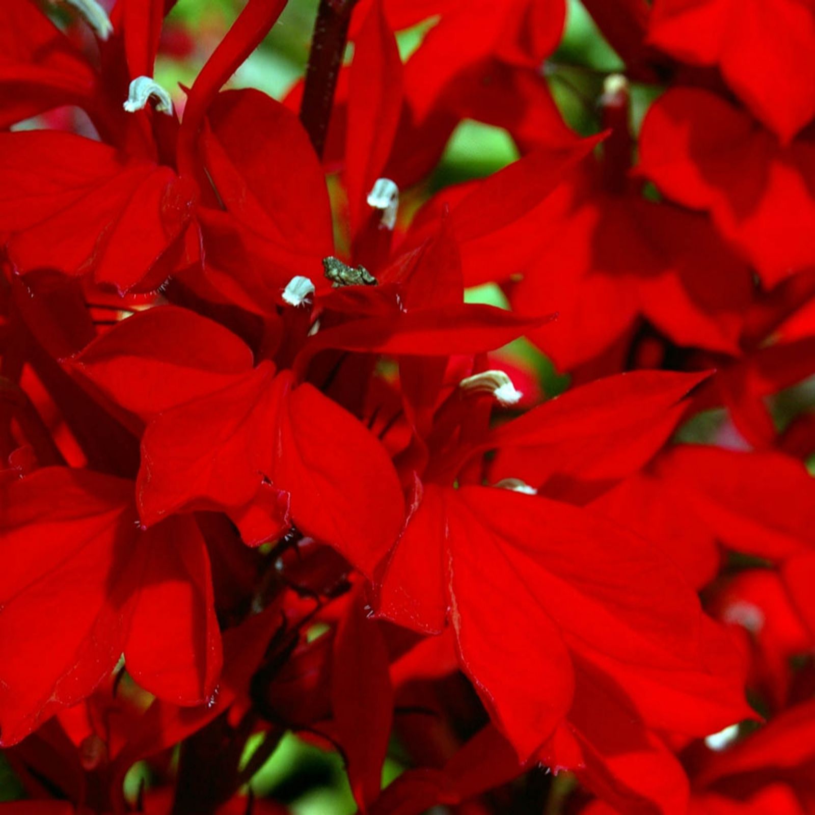 YouGarden Lobelia speciosa Queen Victoria F1 9cm pots x3