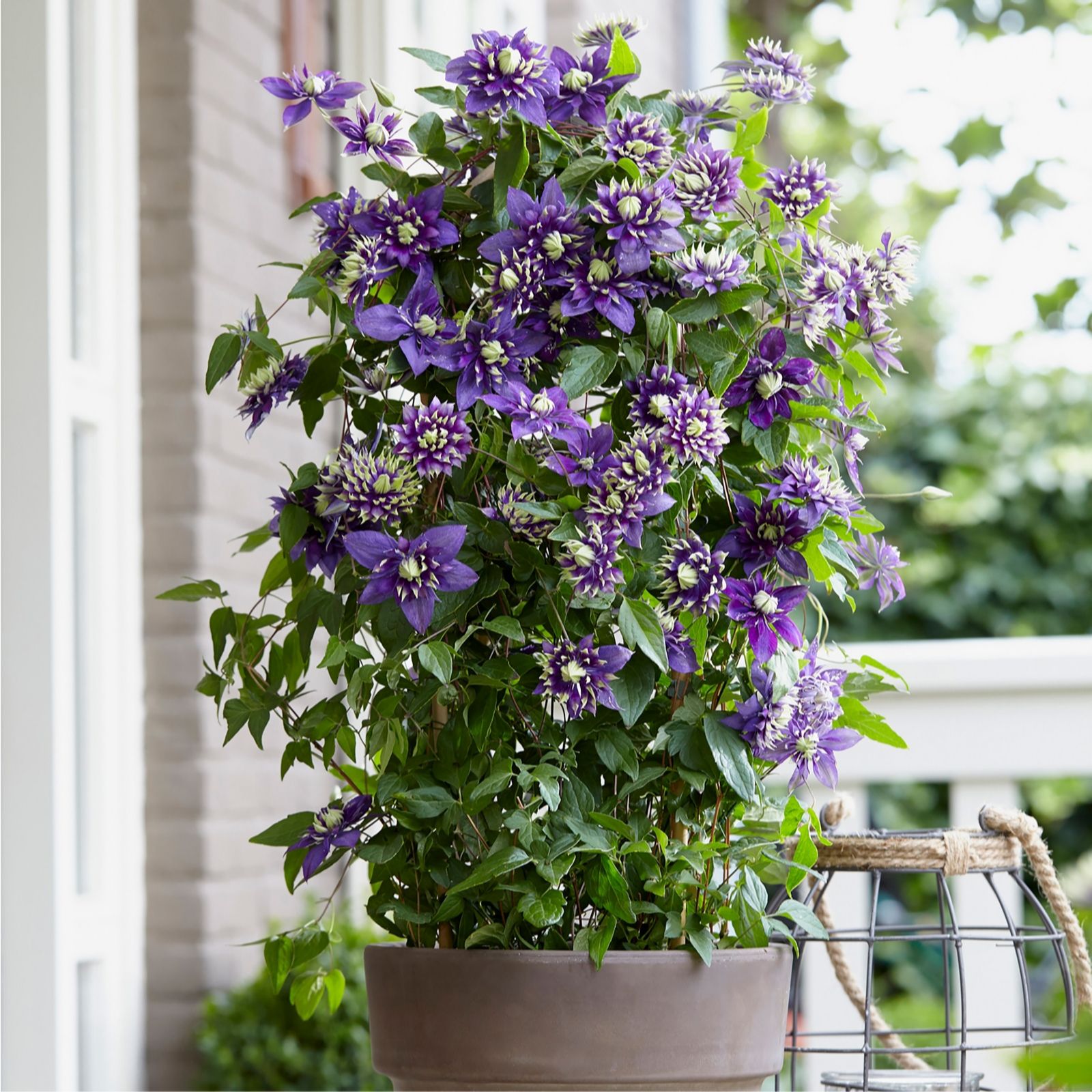 YouGarden Clematis 'Taiga' 9cm Pot x2