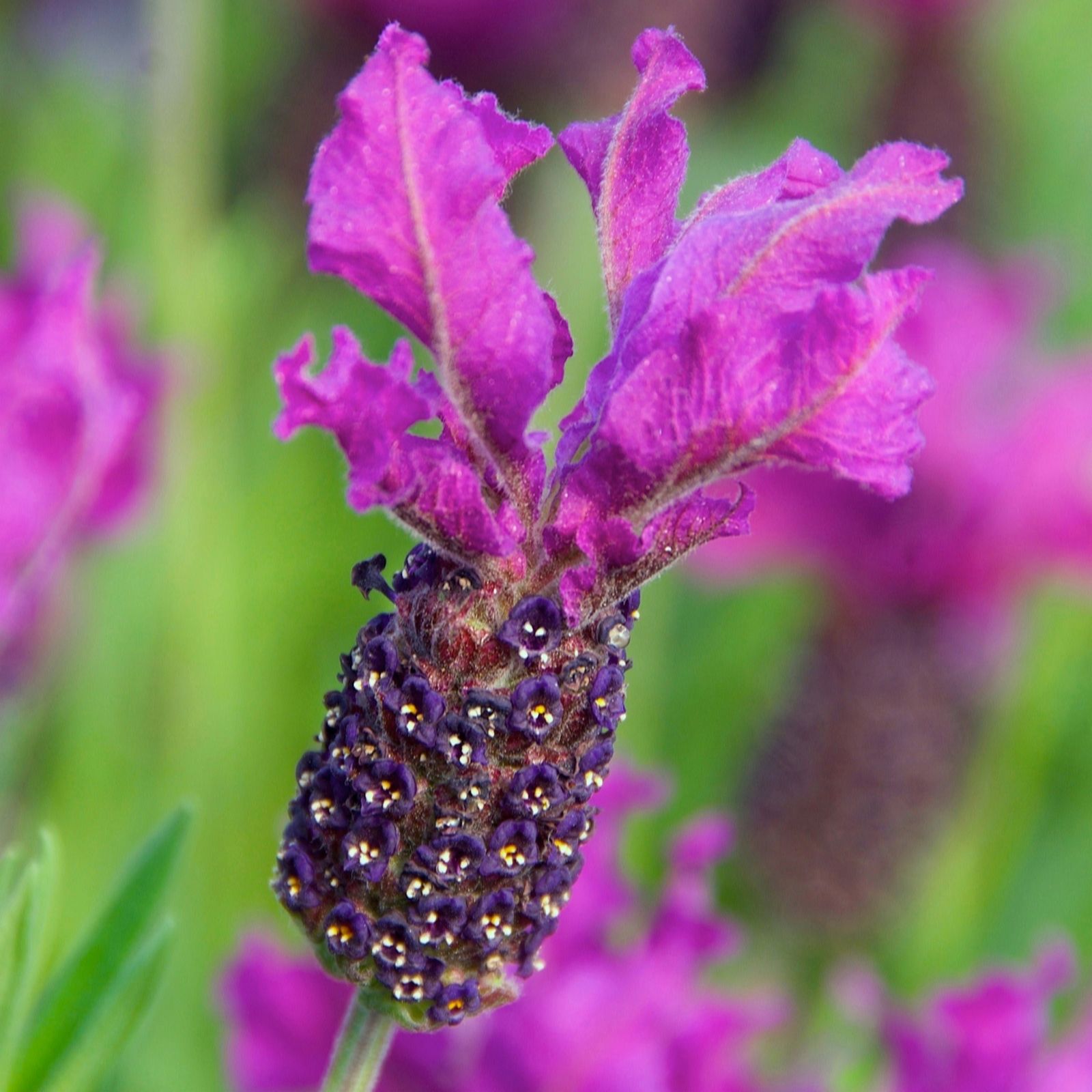 Richard Jackson Lavandula St Purple Panache 2lt