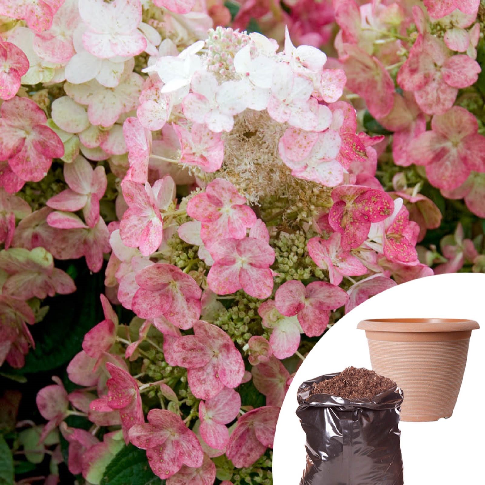 YouGarden Hydrangea Paniculata with Planter & Compost