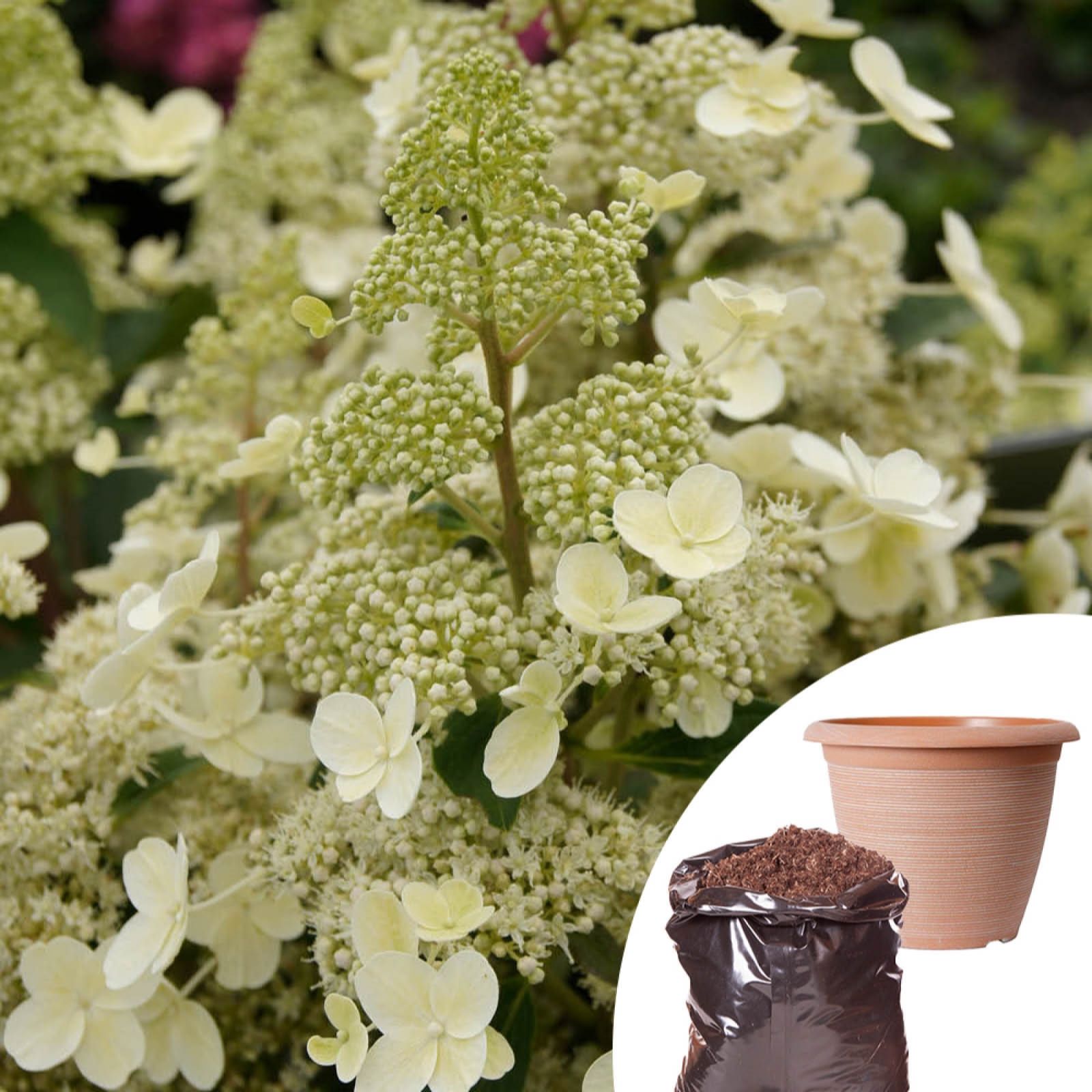 YouGarden Hydrangea Paniculata with Planter & Compost