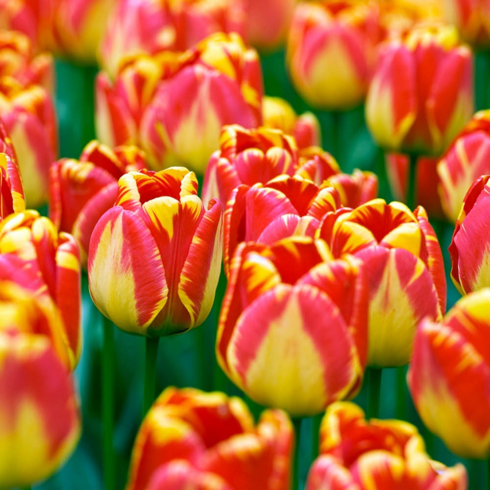 YouGarden Tulip 'Banja Luka' x24 bulbs