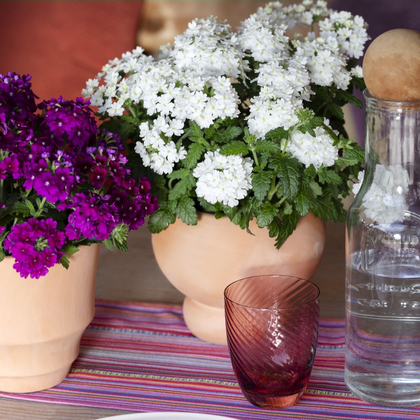 Plants2Gardens Verbena Fuerte Collection 6 x 6cm