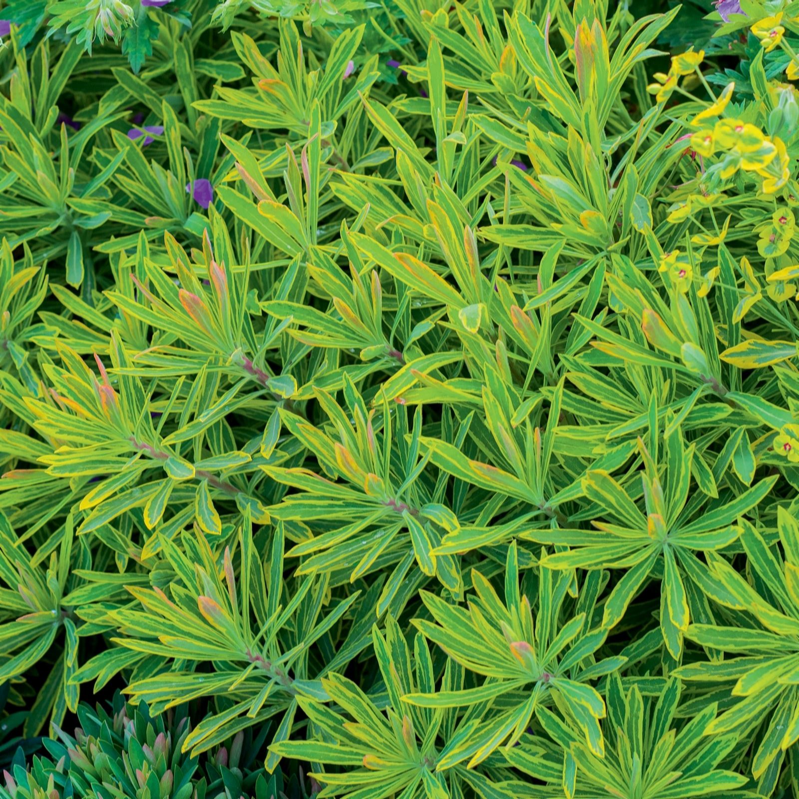 Plants 2 Gardens Euphorbia Ascott Rainbow 3 x 9cm