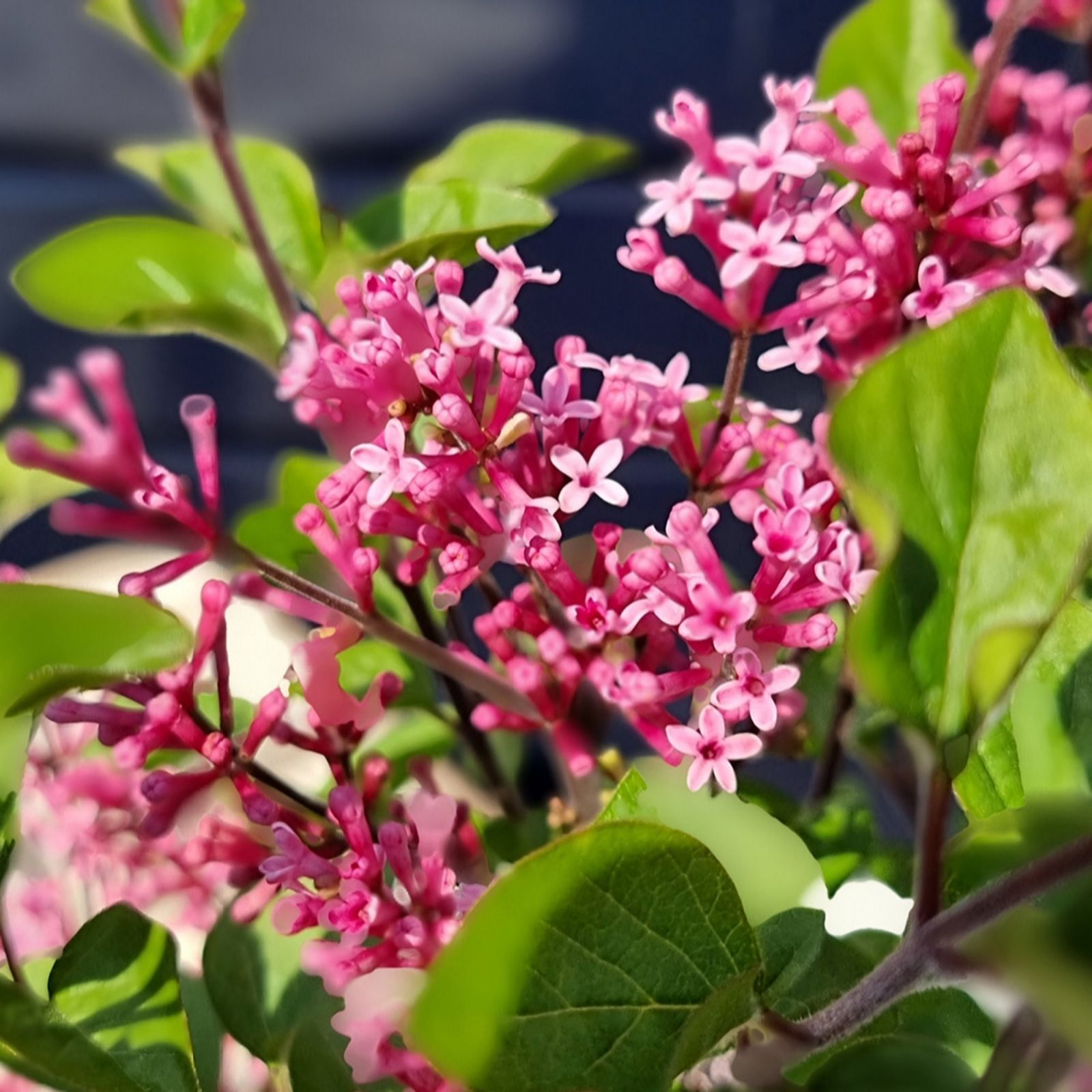 YouGarden Pair of Lilac 'Little Rosie' Standards