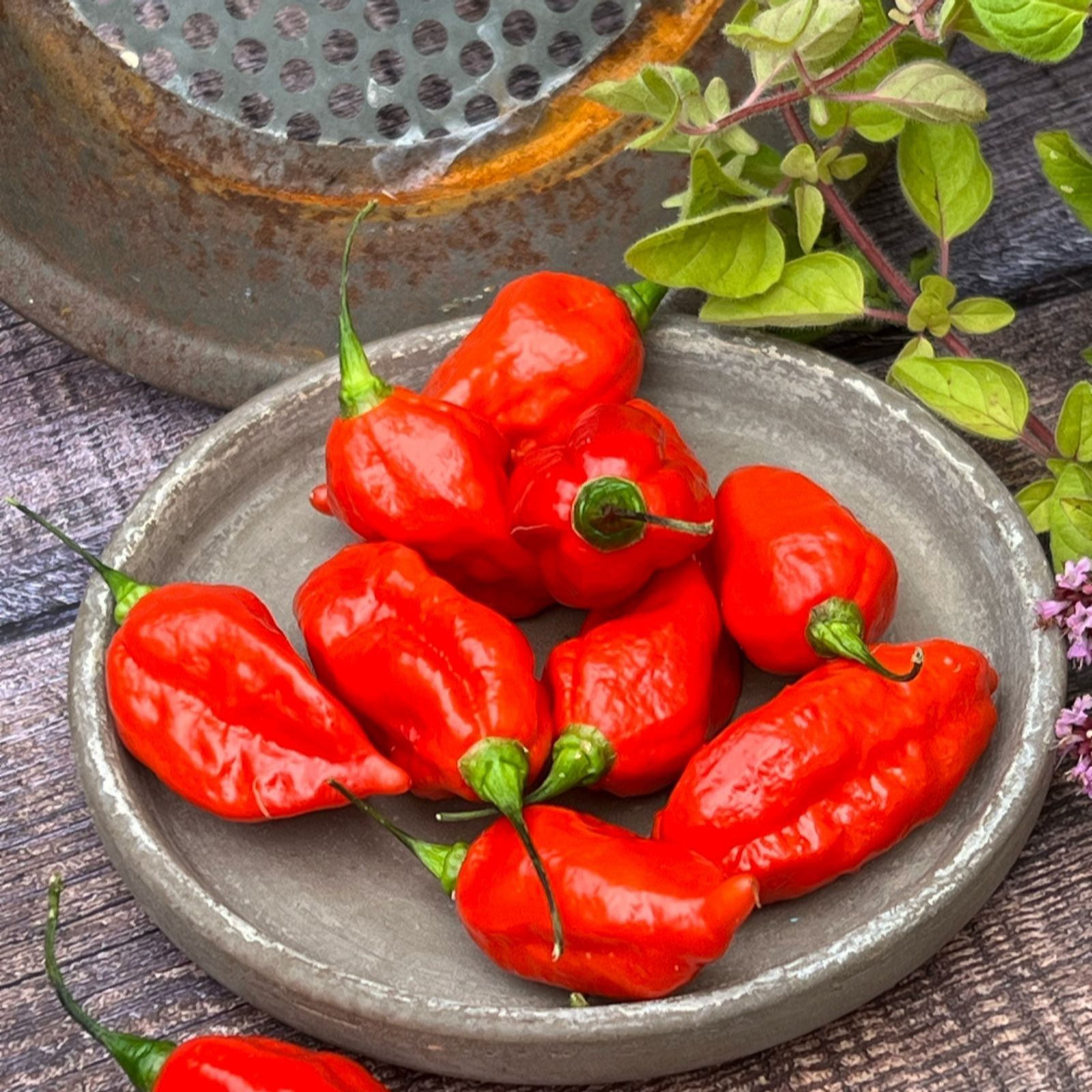 Suttons Pepper (Chilli) (Hot) Pit Viper Naga 9cm Pot x 3