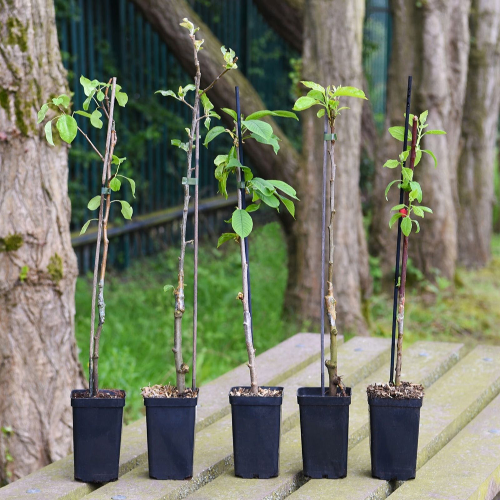 Thompson & Morgan Patio Fruit Tree Collection 9cm Pot x 5