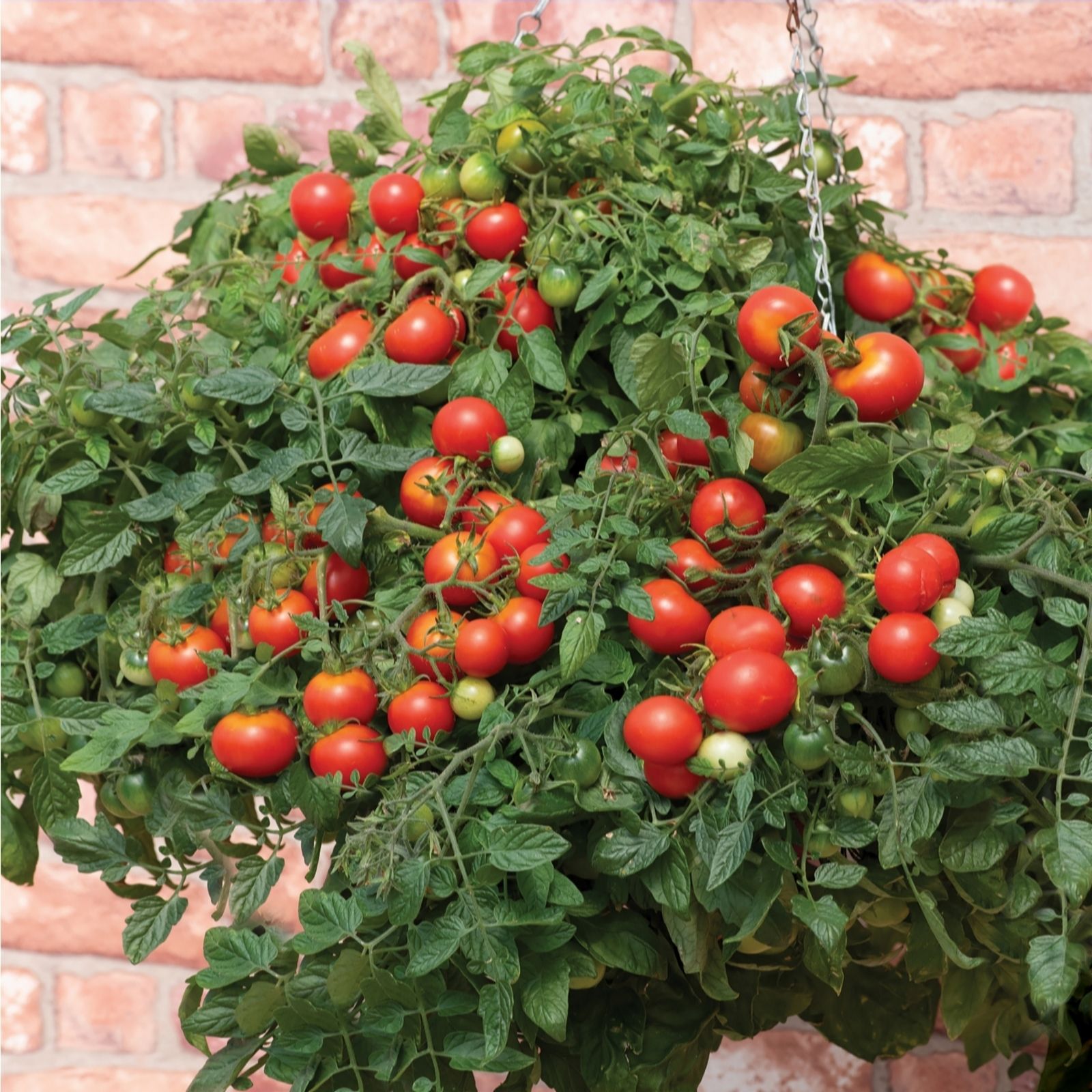 de Jager Patio Vegetable Collection x12