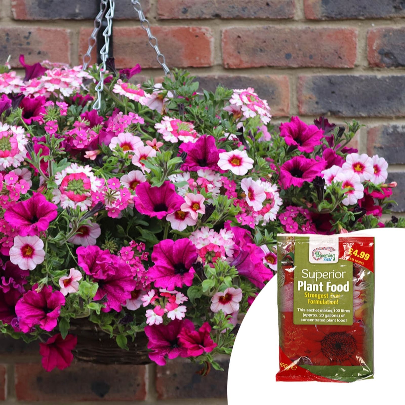 YouGarden Eton Mess' mix plug plants x12 & 100g Fertiliser