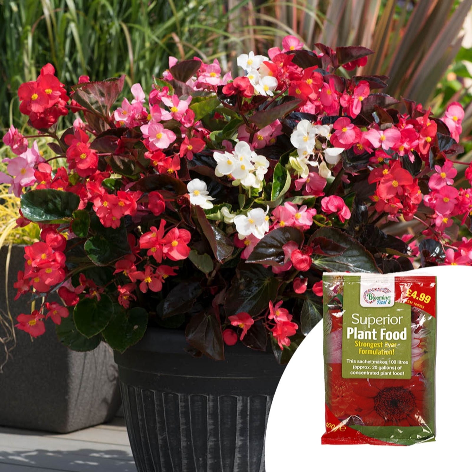 YouGarden Begonia 'Big Mixed' Garden Ready Plants x20 & 100g Fertiliser