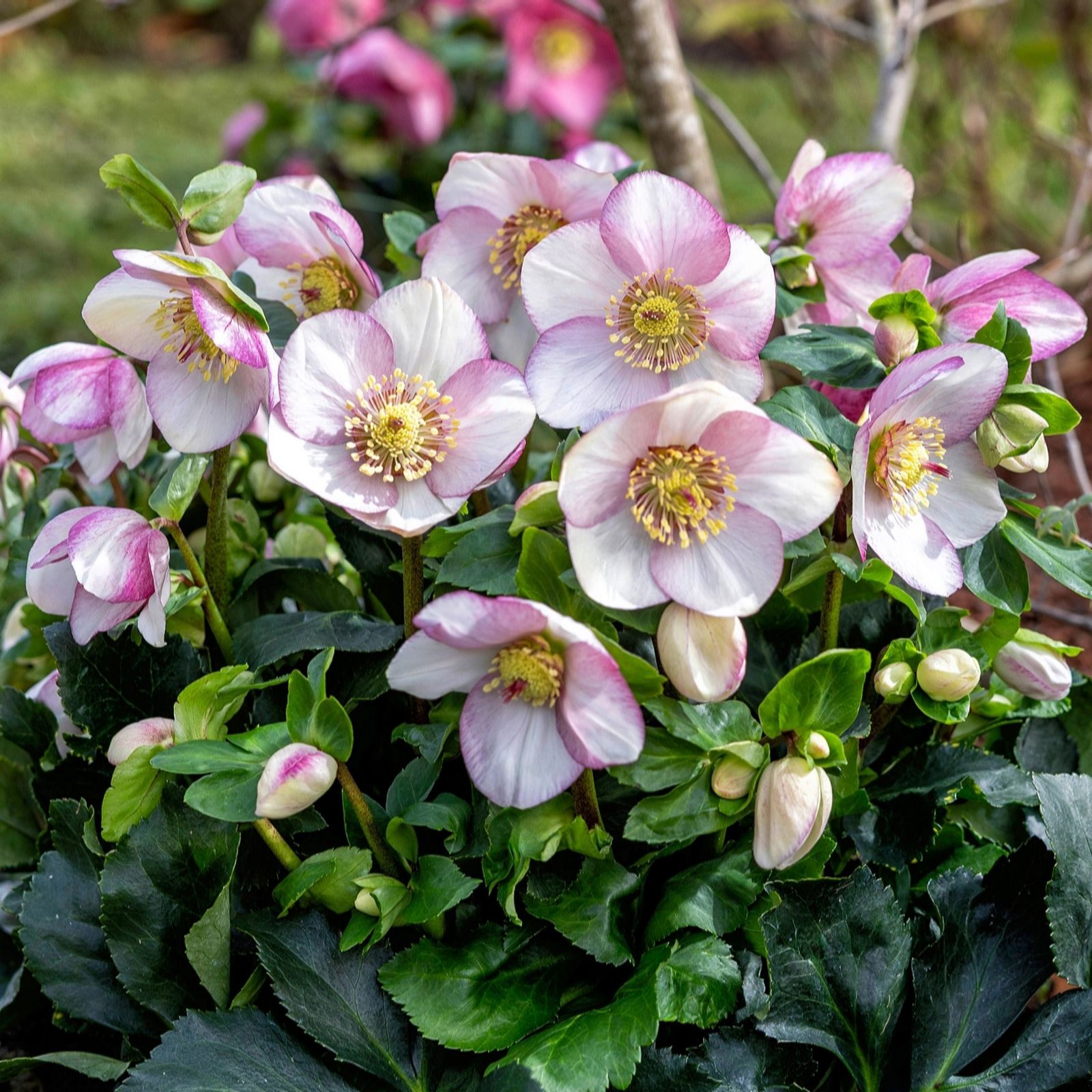 Richard Jackson's Frost Fire Hellebore 1x 2 Litre Pot