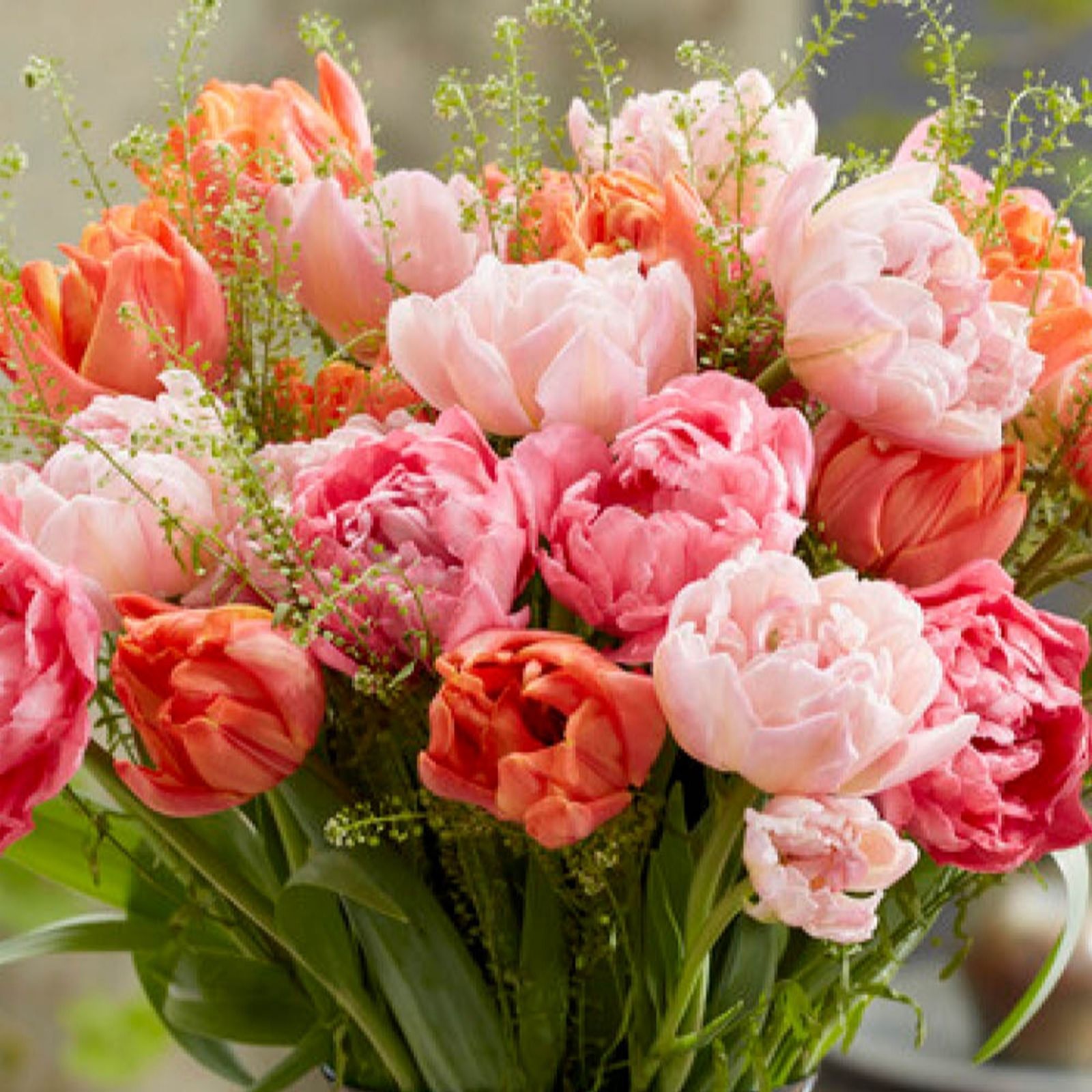 YouGarden Tulip 'Double Flowering Mixed Bouquet' x36 bulbs