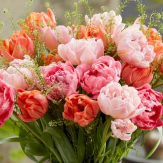 YouGarden Tulip 'Double Flowering Mixed Bouquet' x36 Bulbs