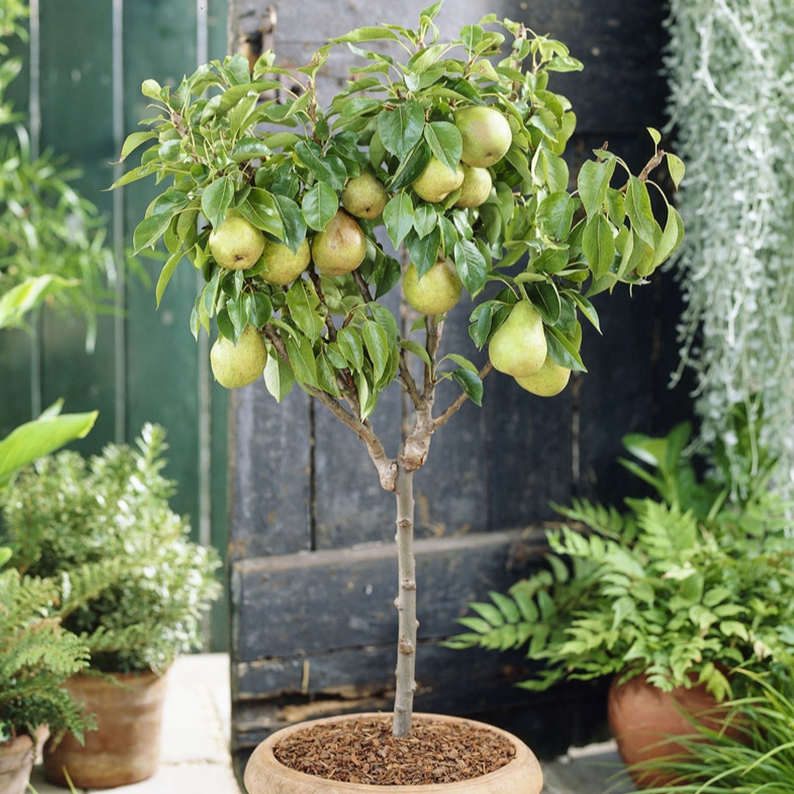 YouGarden Patio Tree Pear Garden Pearl bare root