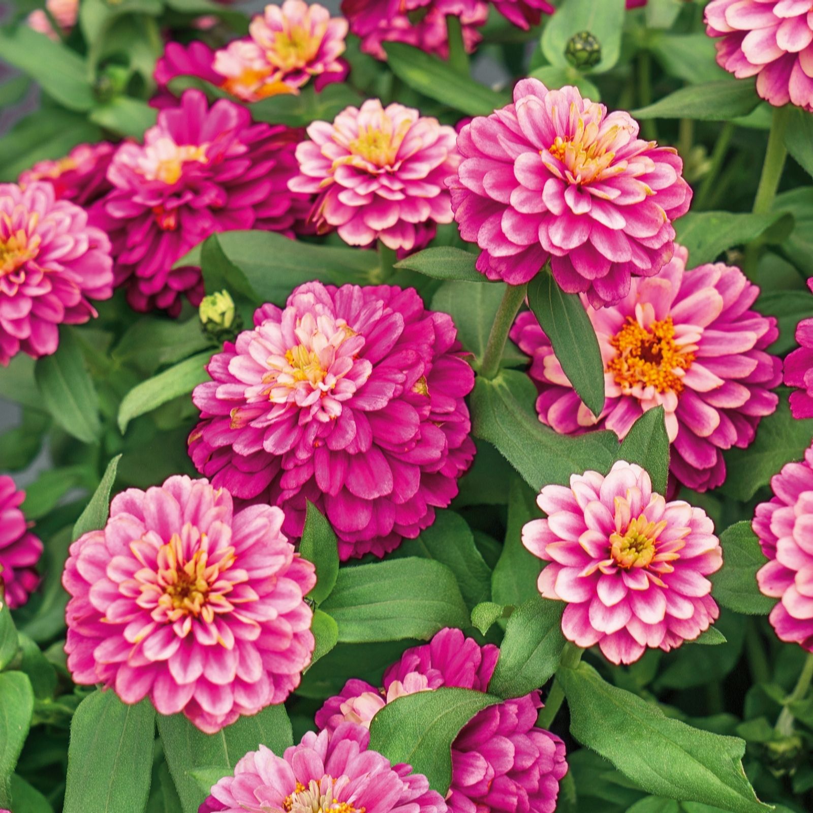 Plants2Gardens Zinnia Zahara Collection 3x 10.5cm