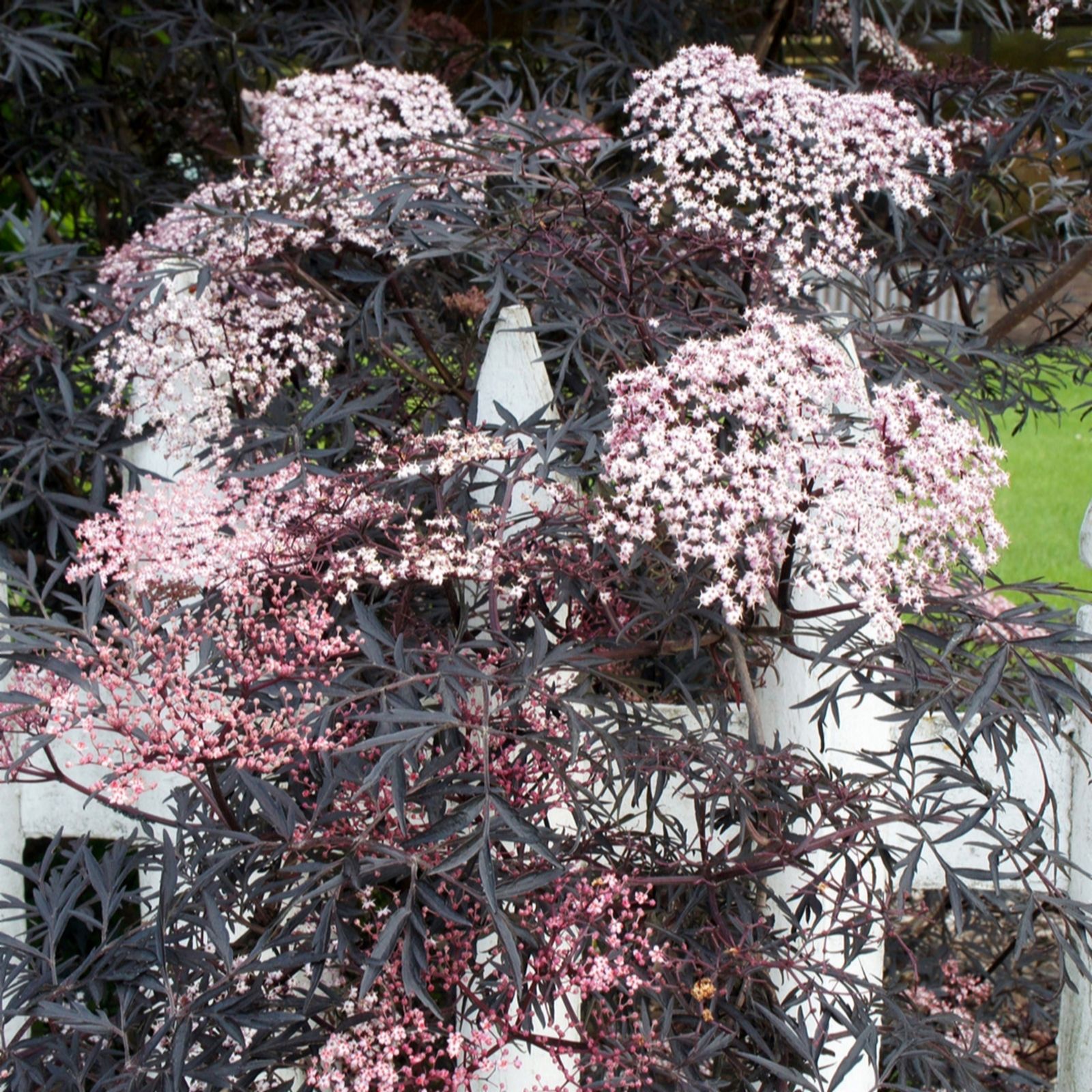 YouGarden Sambucus Nigra 'Black Lace'  2/3L Pot
