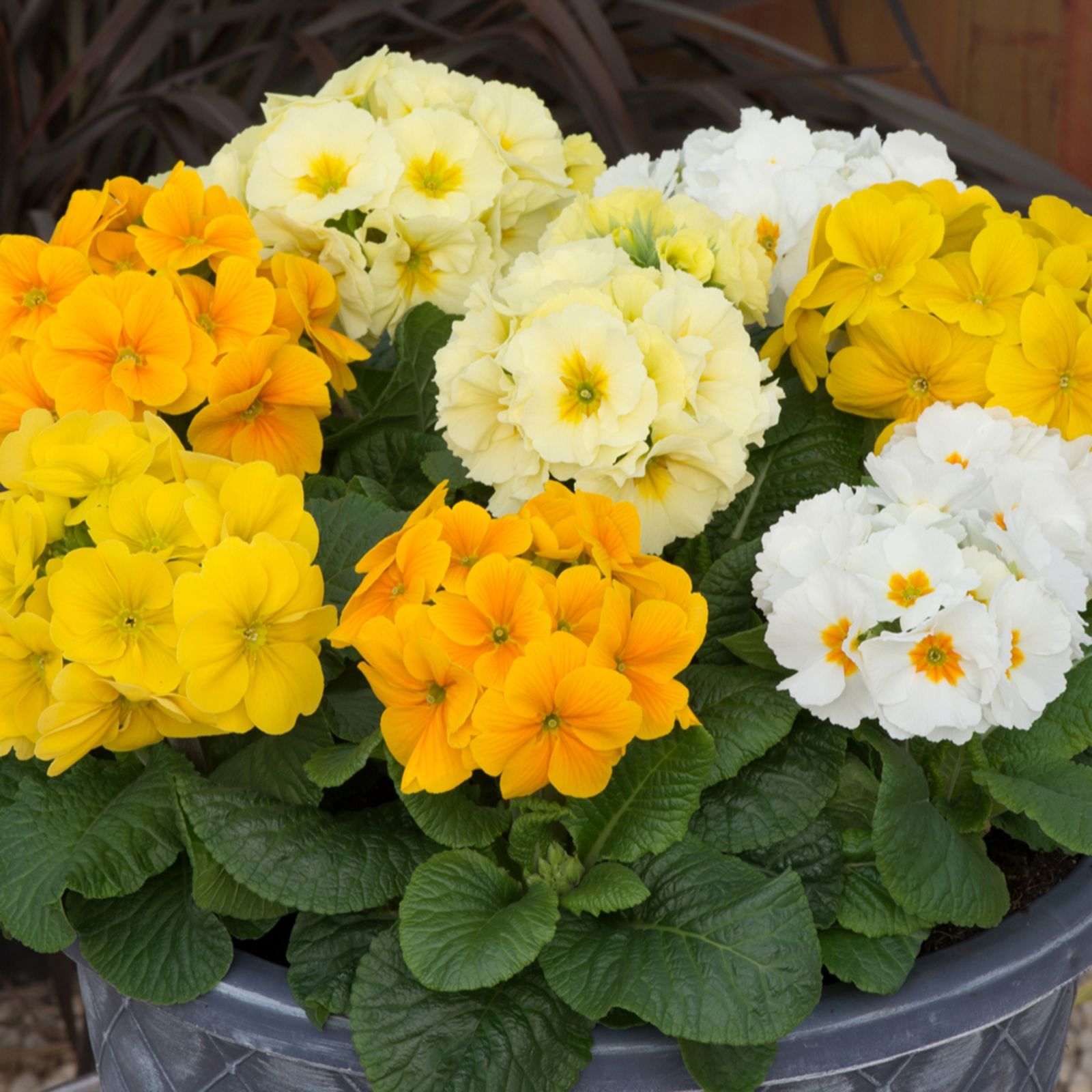 YouGarden Polyanthus Spring Fever Garden Ready Plants x20 - QVC UK