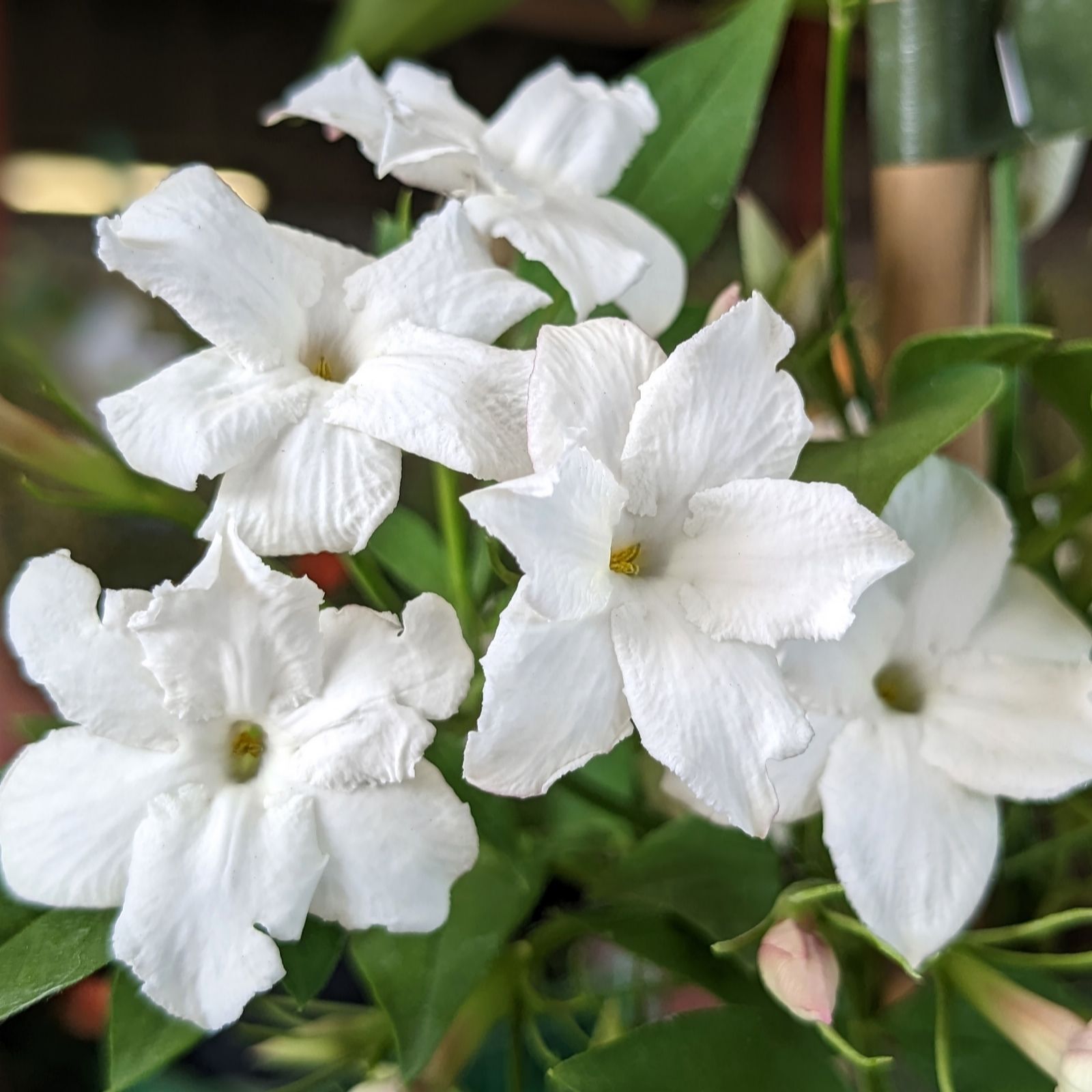 Richard Jackson Jasmine Affine 1x 3 Litre Pot