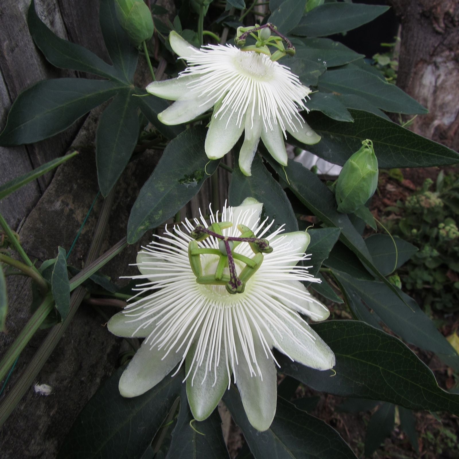 Plants 2 Gardens Passiflora Snowqueen
