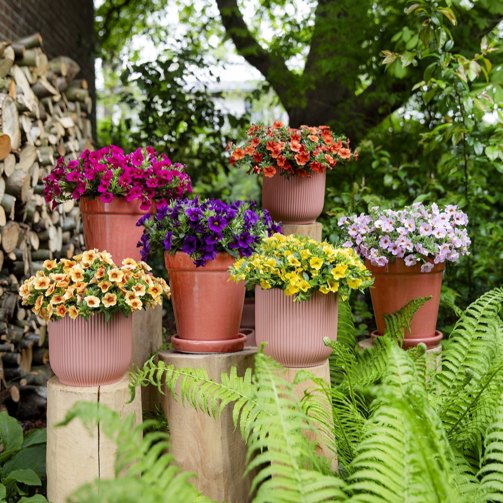 Plants2Gardens Calibrachoa Oasis Collection 6 x 6cm