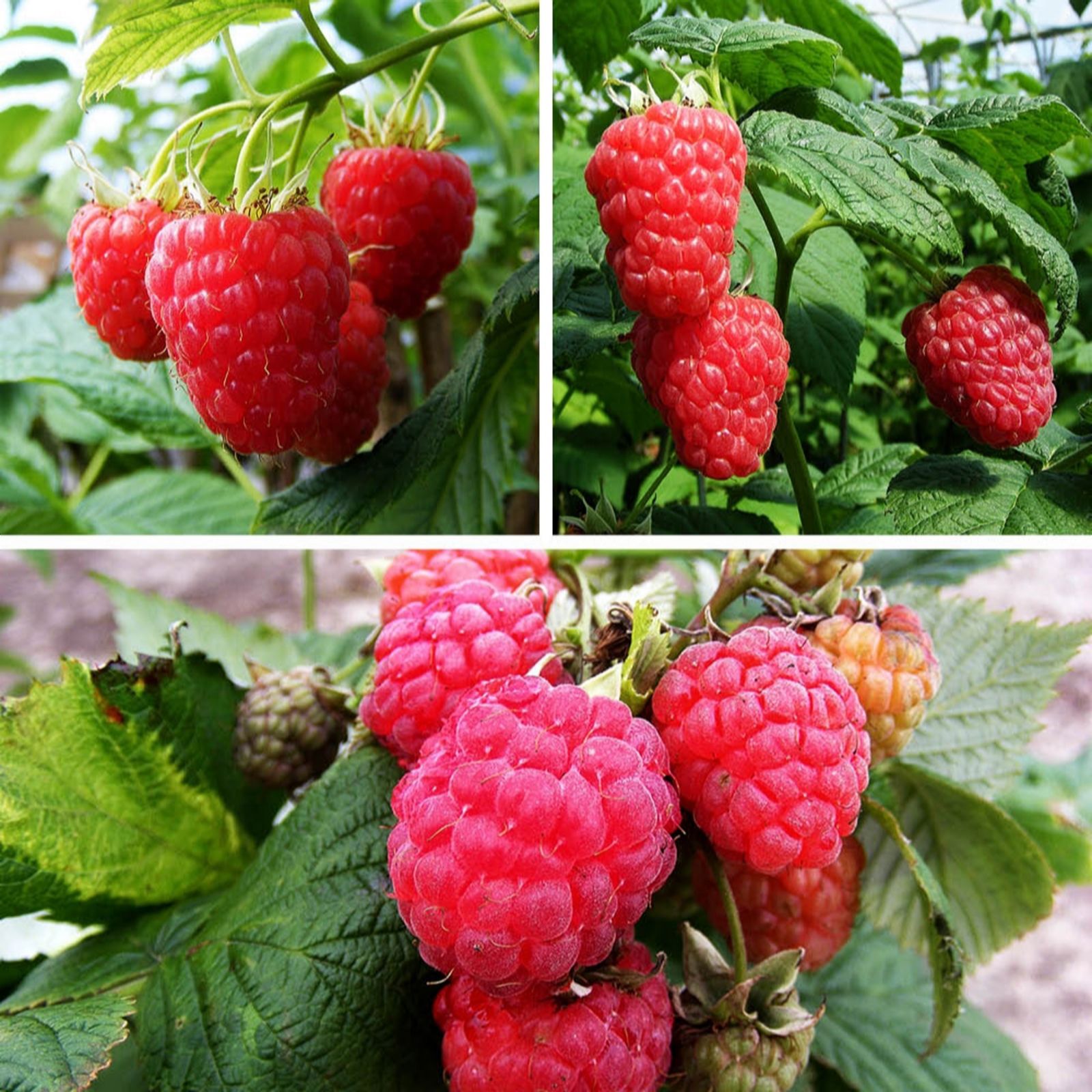 YouGarden All Season Raspberry Collection