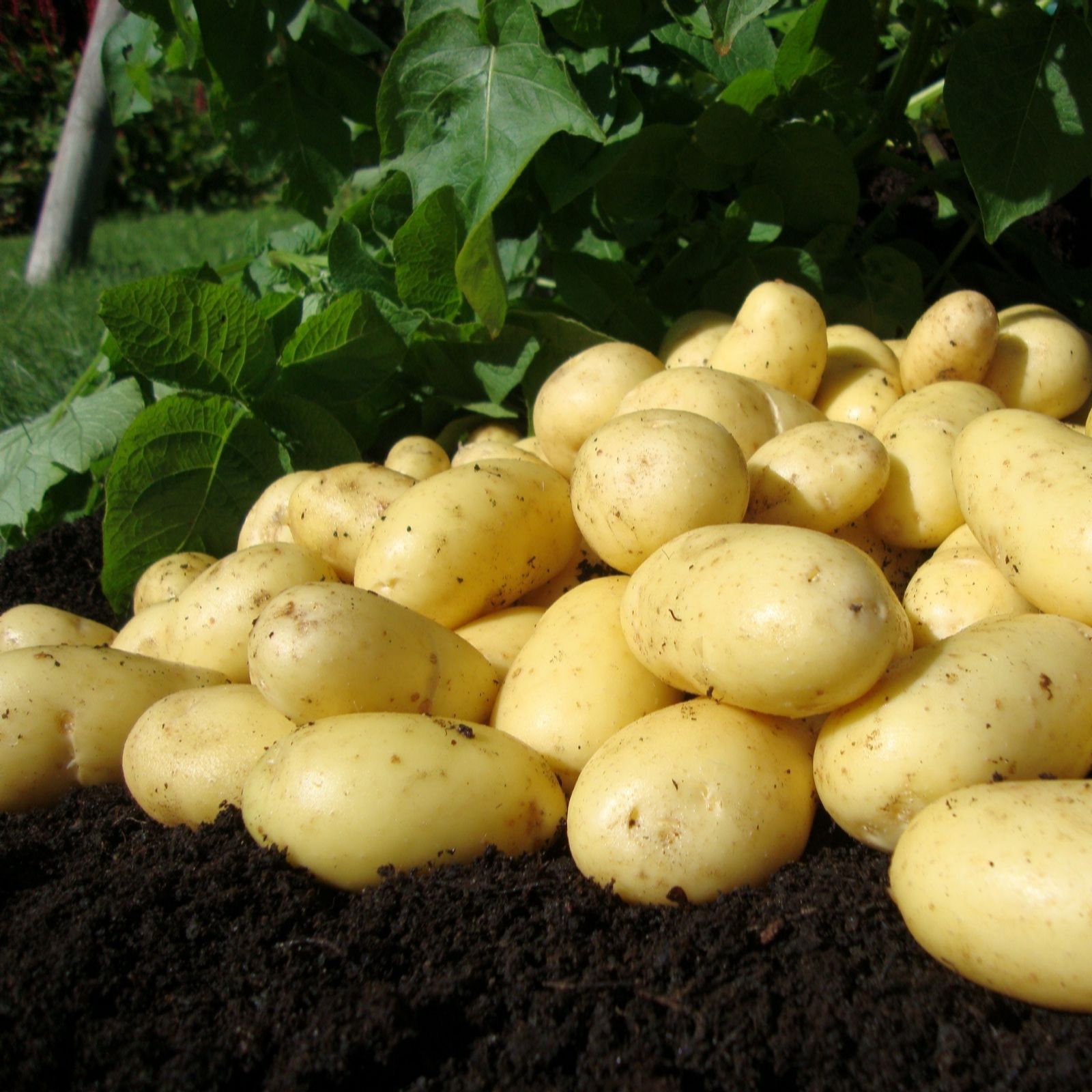 Suttons Potato Growers Collection