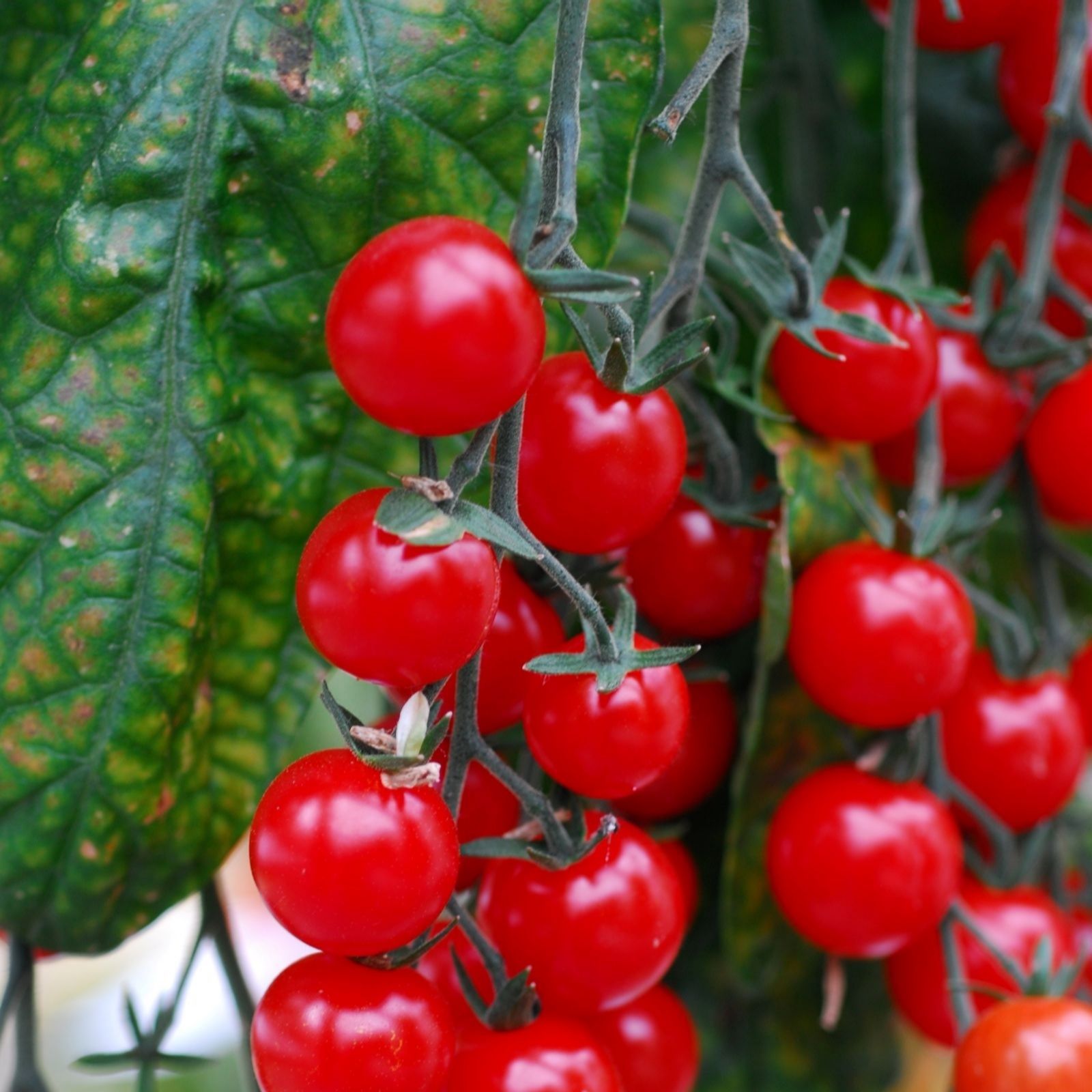 Suttons Tomato Sweetest Duo x 6 Postiplugs