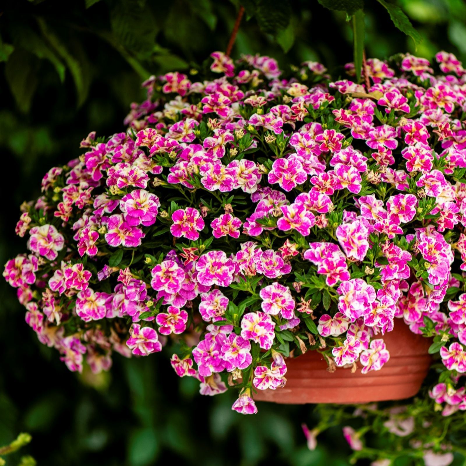 Thompson & Morgan Calibrachoa Calita Double Pink Splash Duo 6 Postiplugs