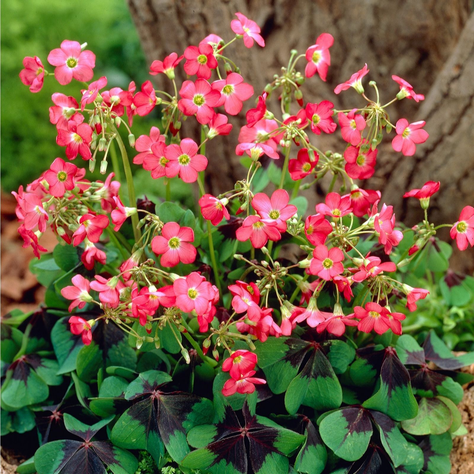 de Jager 150 Piece Summer Bulb Collection