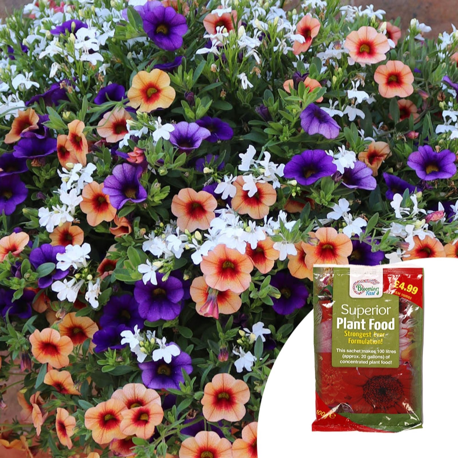 YouGarden Fruit Salad Mix plug x 12 & 100g Fertiliser