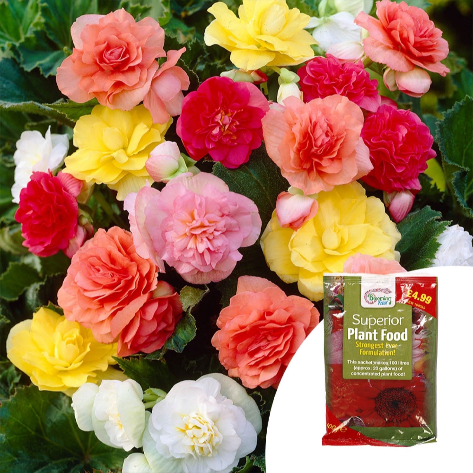 YouGarden Begonia 'Non Stop Mix' Garden Ready Plants x20 & 100g Fertiliser
