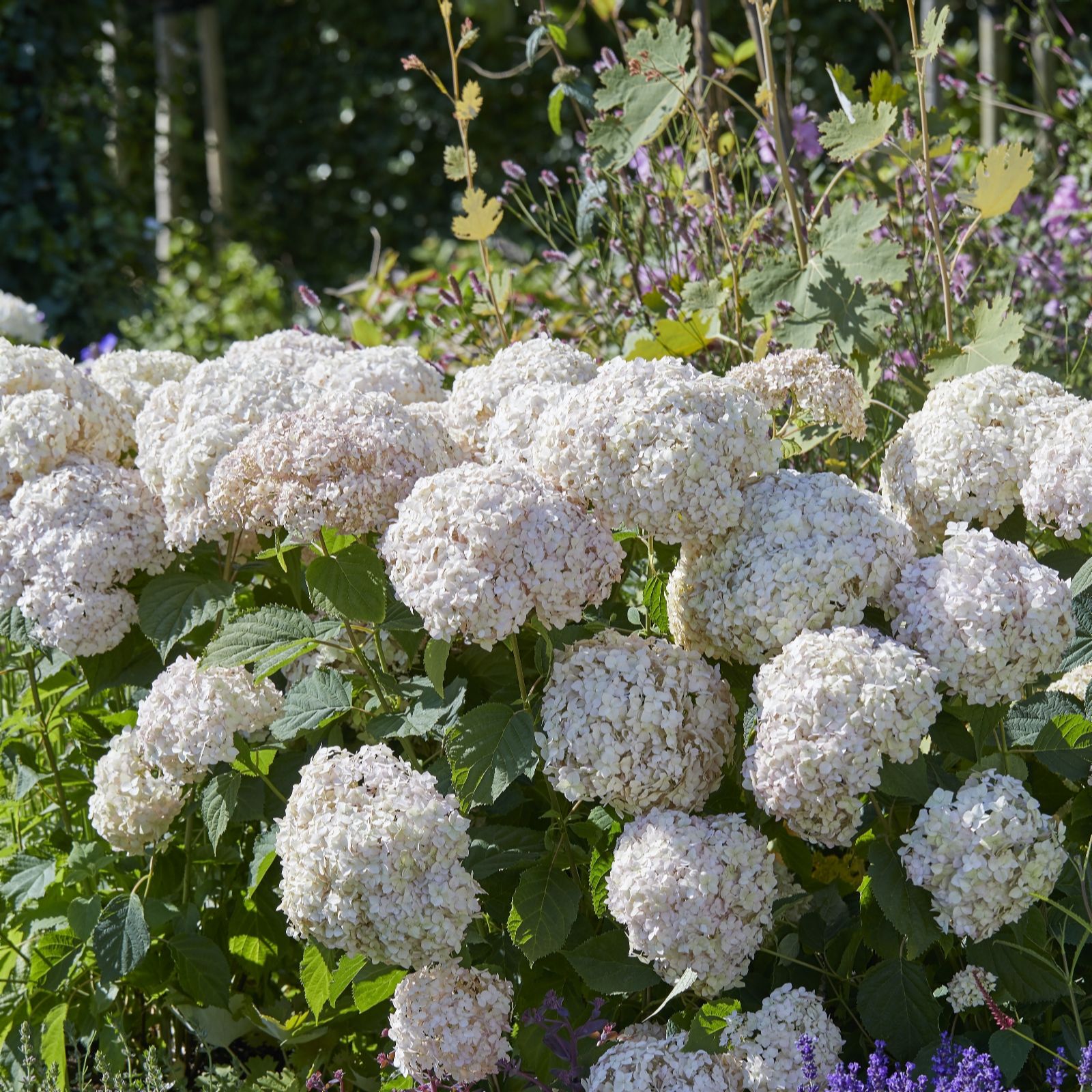 Plants2Gardens Hydrangea Candybelle Candyfloss &  2 Planters