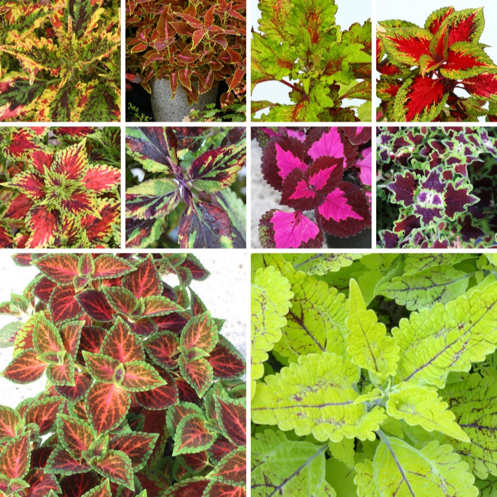 Dibleys Coleus Starter Collection