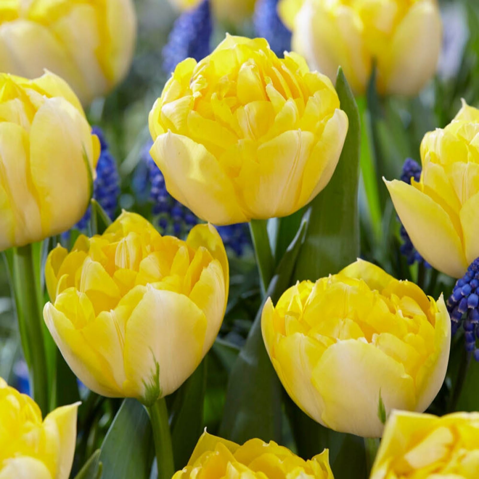 YouGarden Tulip 'Secret Perfume' x30 bulbs