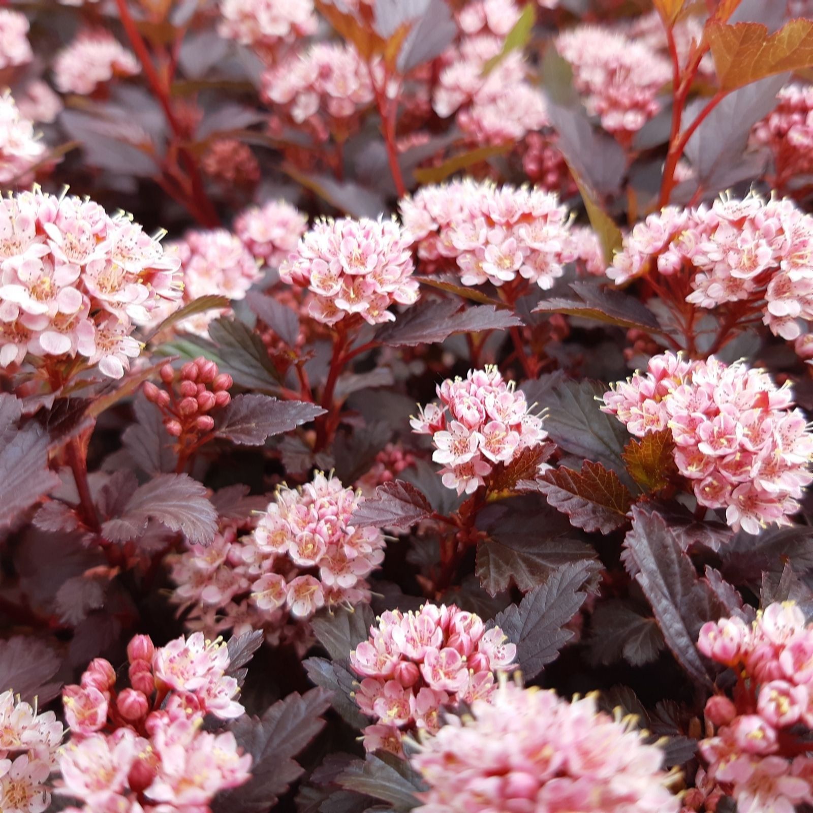 Plants2Gardens Physocarpus Little Joker in 4.5 Litre Pot - QVC UK