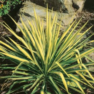 Plants2Gardens Yucca Filamentosa Colour Guard 3ltr