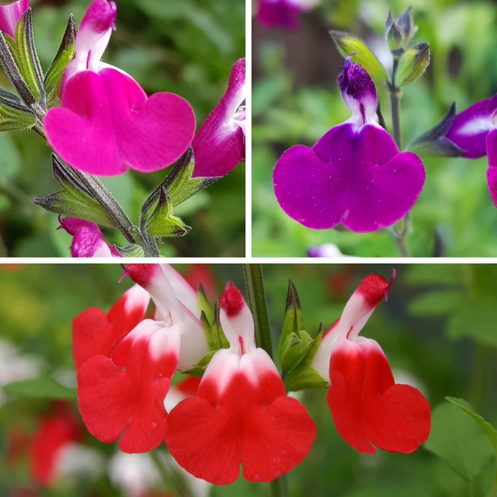 YouGarden Salvia 'Lips' Collection 9cm x3
