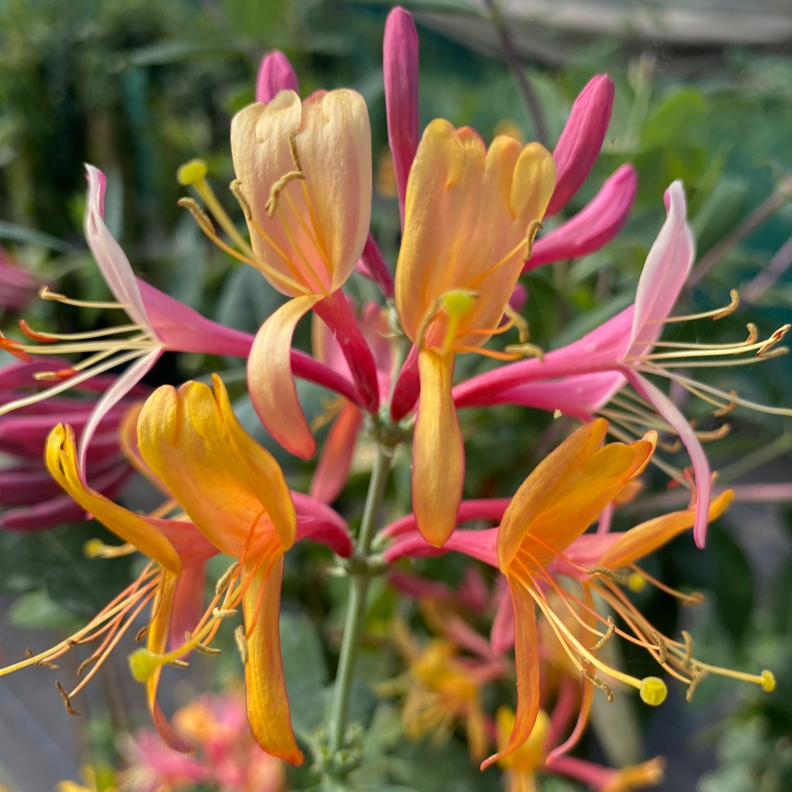 Richard Jackson Lonicera American Beauty 1x 3 Litre Pot