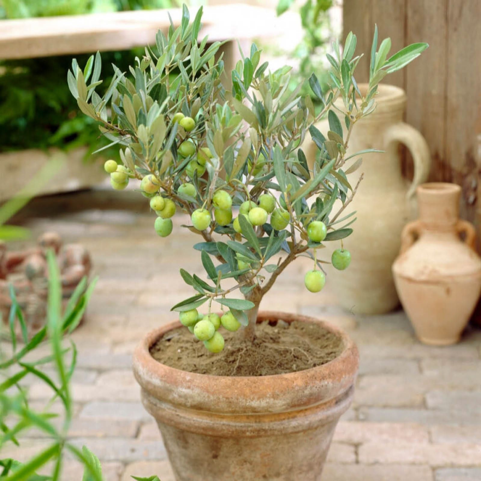 You Garden Mini Standard Olive Tree