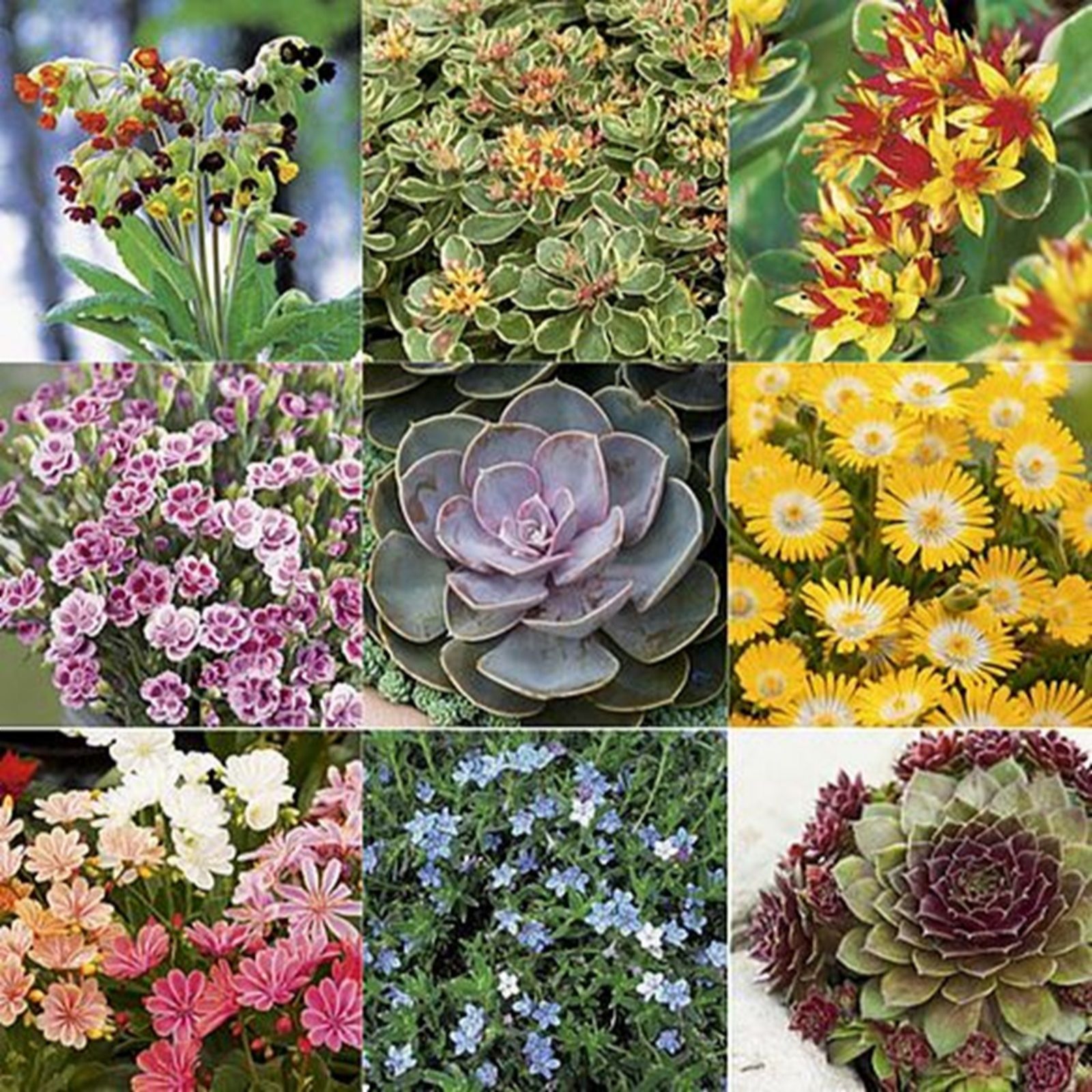 Thompson & Morgan Nurserymans Choice Alpine 9cm Pot x6