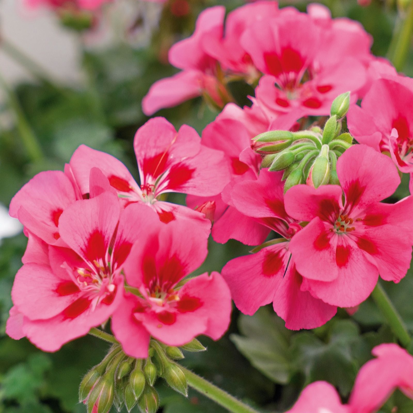 Plants2Gardens Geranium Splashes Collection 6 x 6cm