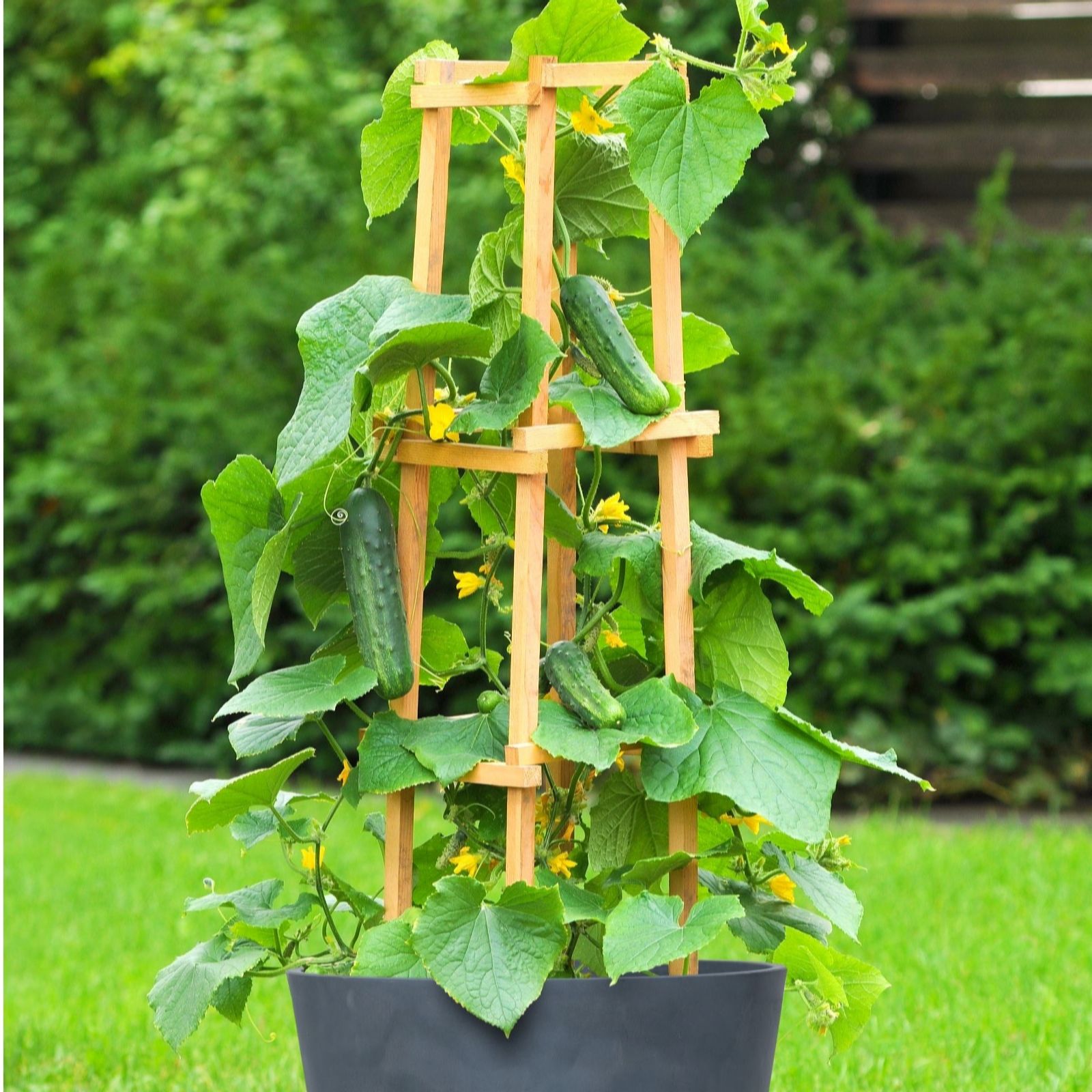 Thompson & Morgan Cucumber Patio Snacker Patio Pot Kit