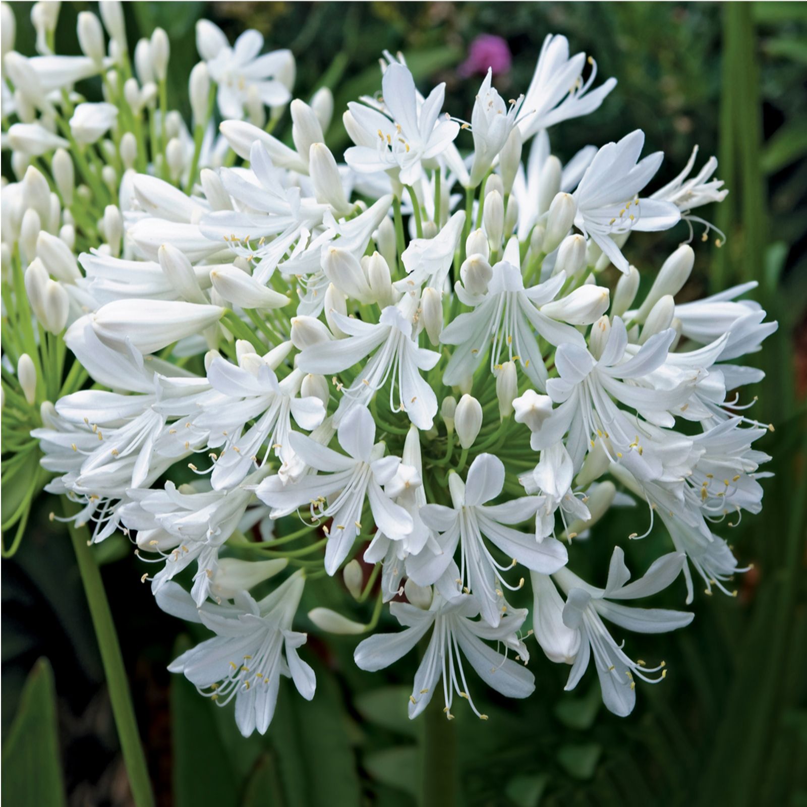 de Jager Amazing Agapanthus x3
