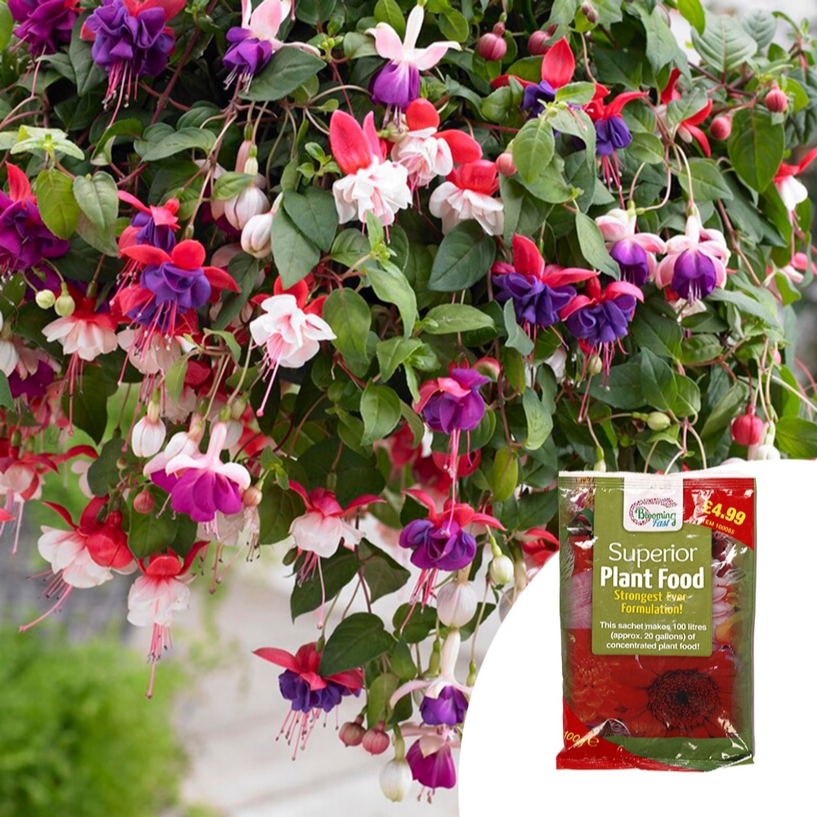 YouGarden Fuchsia Trailing Plug Plant Collection x12 & 100g Fertiliser