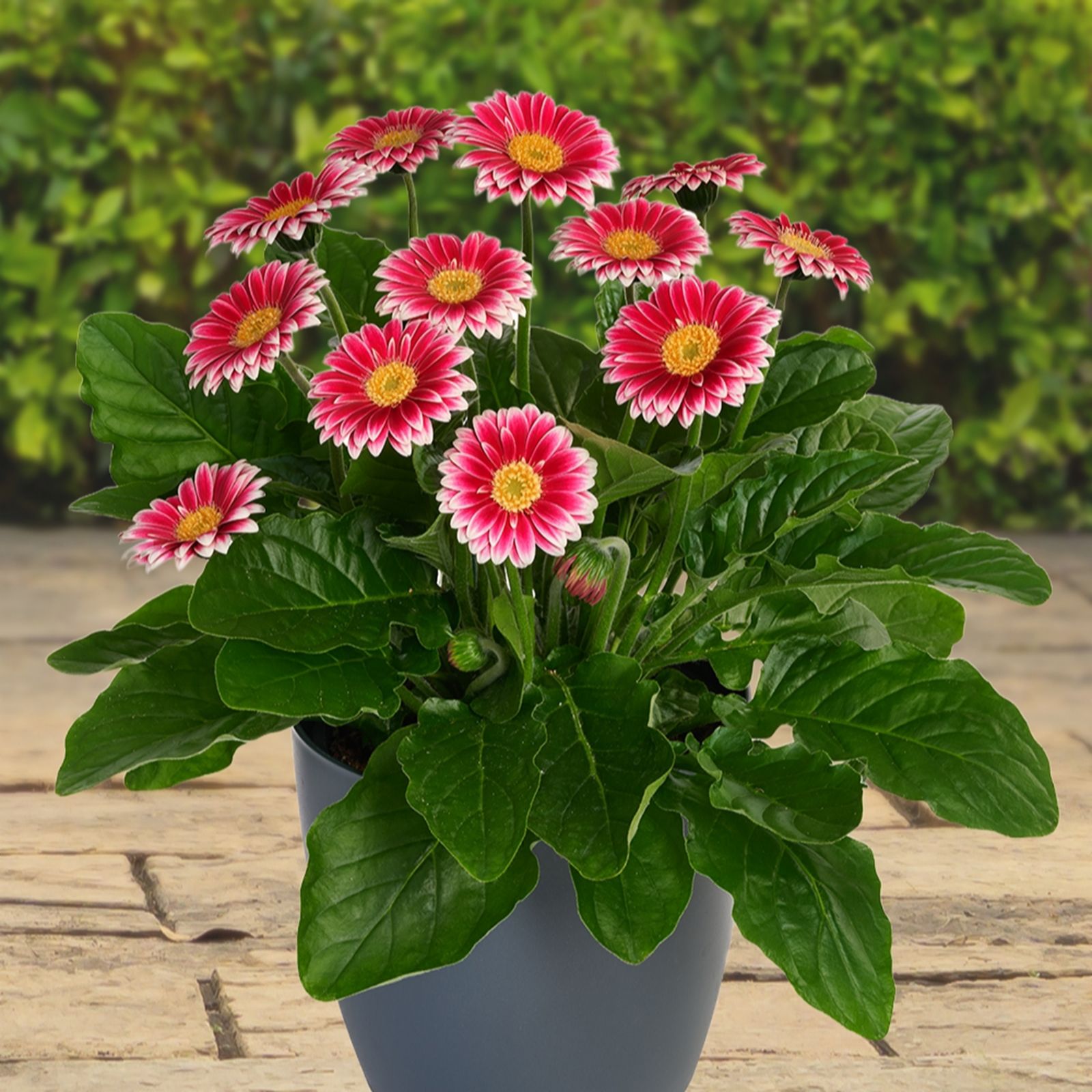YouGarden Gerbera 'Sweet Felicitiy' in 7cm pots x3