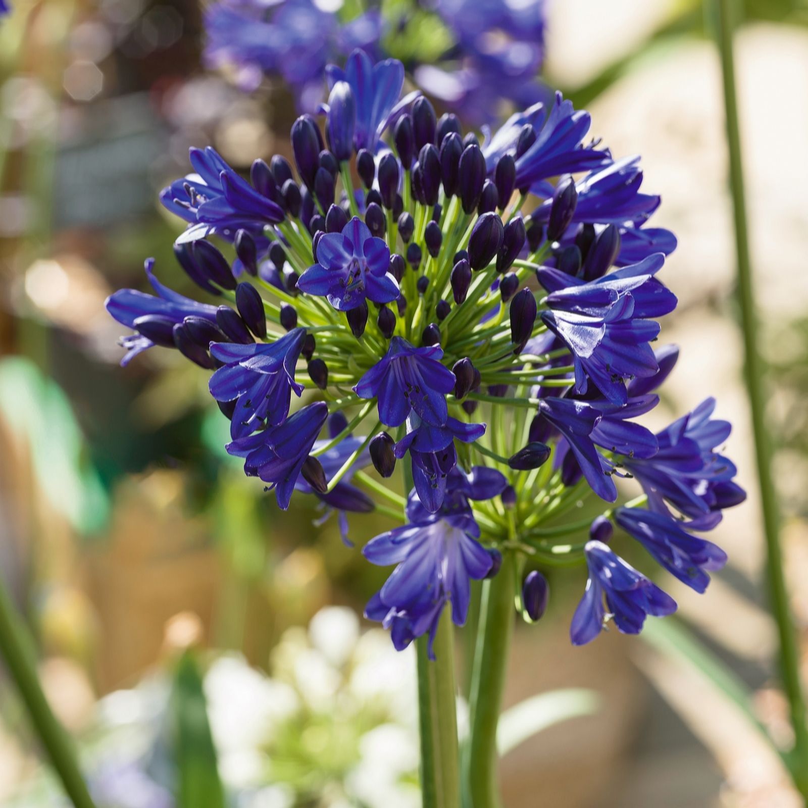 Plants2Gardens Agapanthus Collection 3 x 9cm