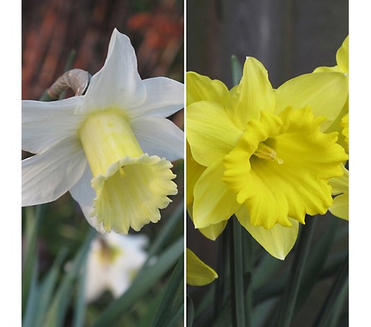 Richard Jackson's Winter Flowering Daffodil Collection 14x Bulbs