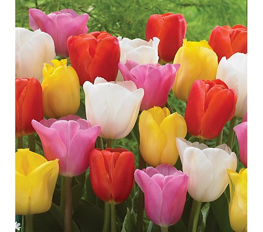 de Jager 20x Tulip Mixed Triumph and Narcissus Standard Value Bulbs