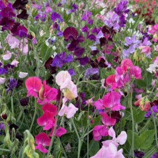 Thompson & Morgan Sweet Pea Sweet Dreams Mixed 6 Deep Rooted Jumbo