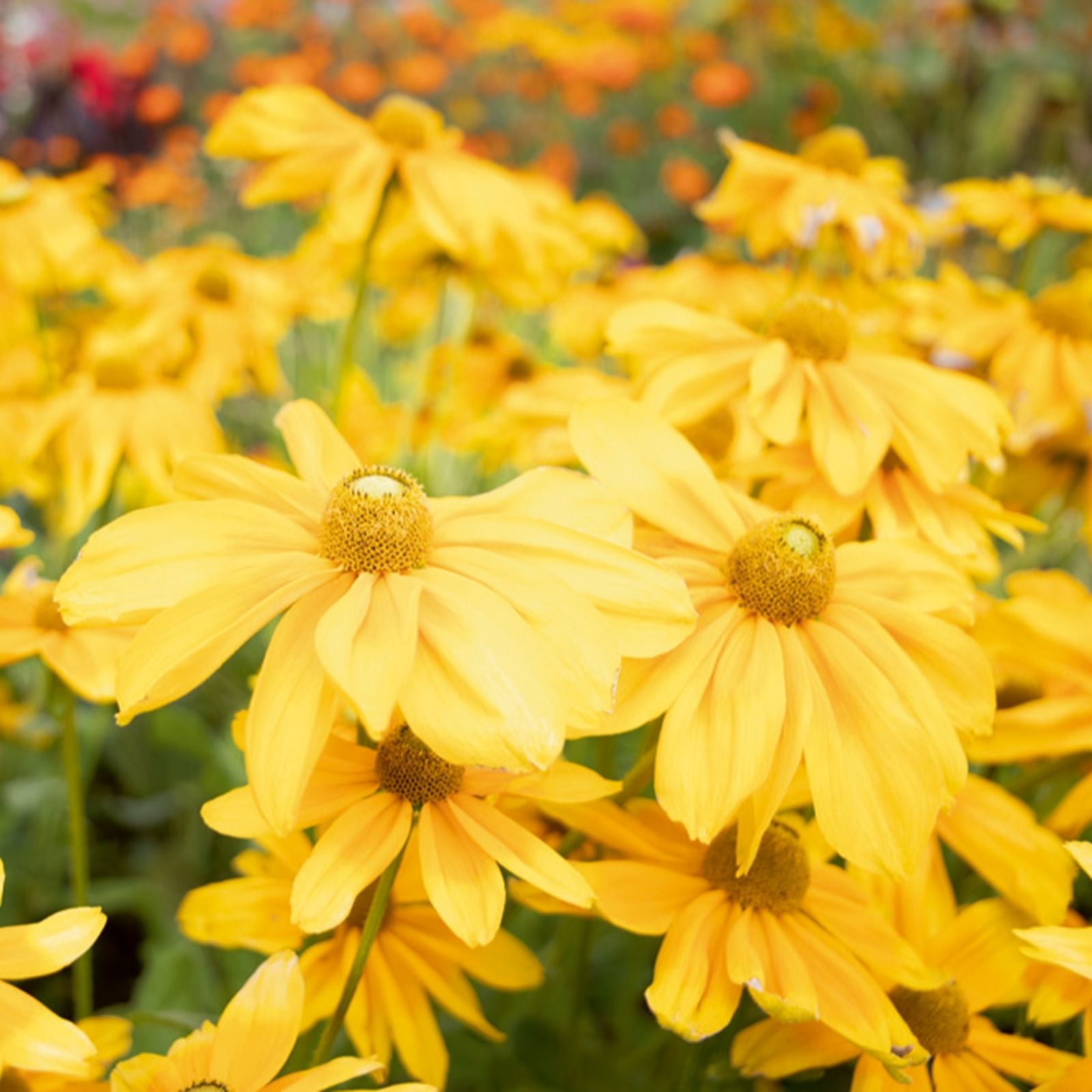 Plants2Gardens Rudbeckia Sunbeckia Pair 2ltr